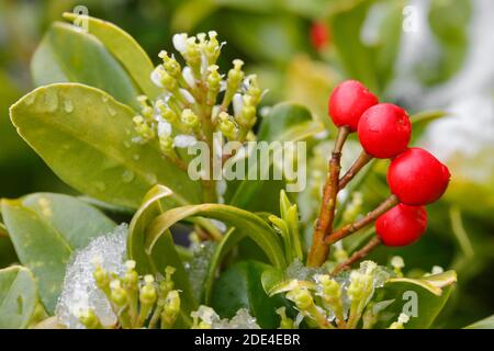 Skimmie, Skimmia japonica reevesiana, Schweiz Stockfoto