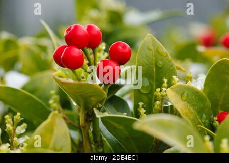 Skimmie, Skimmia japonica reevesiana, Schweiz Stockfoto