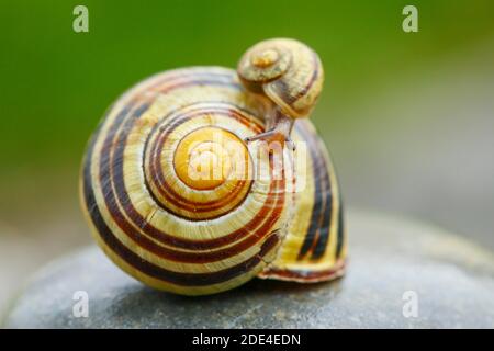 Grove slug, Cepaea nemoralis, Schweiz Stockfoto