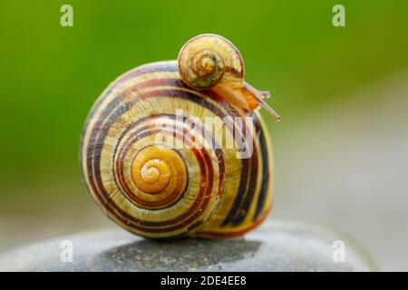 Grove slug, Cepaea nemoralis, Schweiz Stockfoto