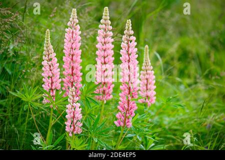 Lupine, Lupinus polyphyllus, Schweiz Stockfoto