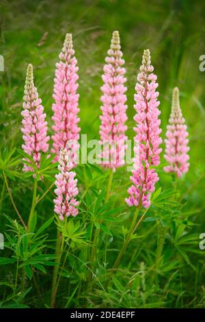 Lupine, Lupinus polyphyllus, Schweiz Stockfoto