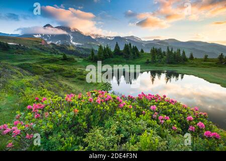 Chalberboden, Ansicht Schwarzhorn, Bern, Berner Oberland, Schweiz, GESPERRT FÜR KALENDER 2020 Stockfoto