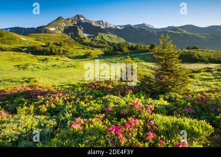 Chalberboden, Blick auf Schwarzhorn, Bern, Berner Oberland, Schweiz Stockfoto