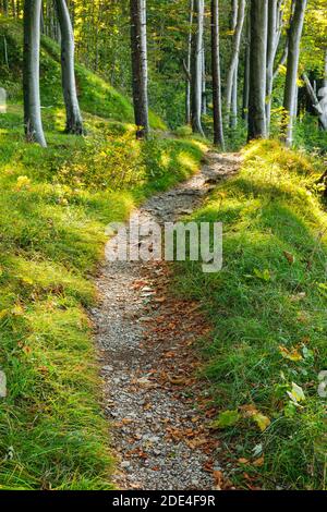 Waldweg, Basel-Land, Schweiz Stockfoto