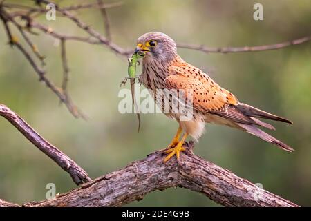 Gemeiner Turmfalken (Falco tinnunculus) Männchen mit Eidechse als Beute, Serbien Stockfoto
