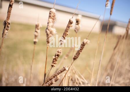 Ein sonniges Feld am Ende des Frühlings, Anfang des Sommers. Das Schilf weht im Wind vor einem verschwommenen Hintergrund. Stockfoto