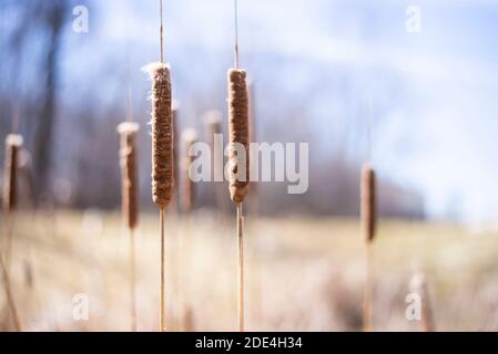 Ein sonniges Feld am Ende des Frühlings, Anfang des Sommers. Das Schilf weht im Wind vor einem verschwommenen Hintergrund. Stockfoto