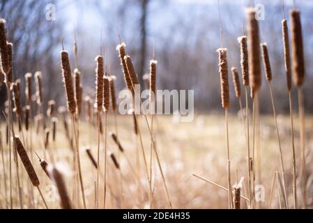 Ein sonniges Feld am Ende des Frühlings, Anfang des Sommers. Das Schilf weht im Wind vor einem verschwommenen Hintergrund. Stockfoto