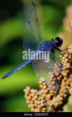 Vertikales Bild von Blue Skimmer Libelle Stockfoto