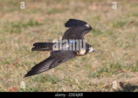Wanderfalke kreuzen in Flugdemos Stockfoto