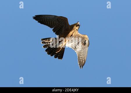 Wanderfalke kreuzen in Flugdemos Stockfoto