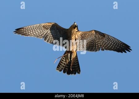 Wanderfalke kreuzen in Flugdemos Stockfoto
