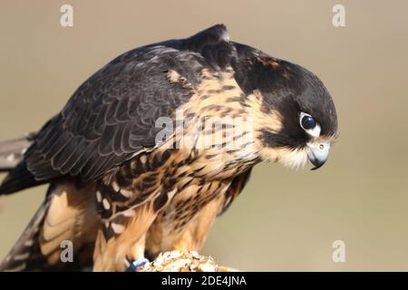 Wanderfalke kreuzen in Flugdemos Stockfoto