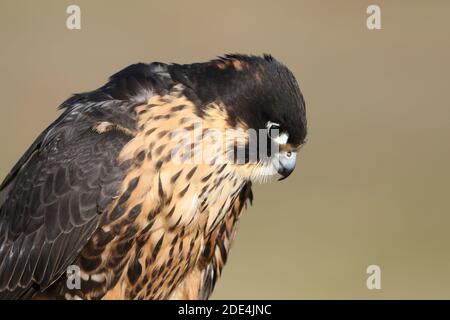 Wanderfalke kreuzen in Flugdemos Stockfoto