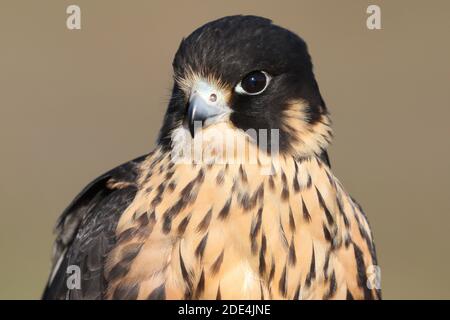 Wanderfalke kreuzen in Flugdemos Stockfoto