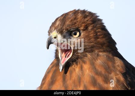 Wanderfalke kreuzen in Flugdemos Stockfoto