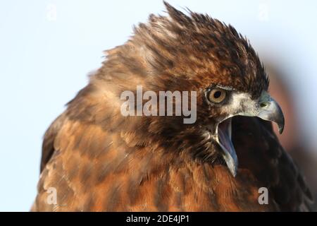 Wanderfalke kreuzen in Flugdemos Stockfoto