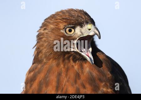 Wanderfalke kreuzen in Flugdemos Stockfoto