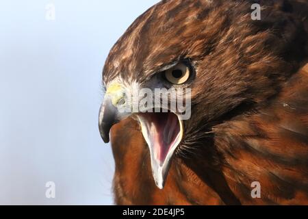 Wanderfalke kreuzen in Flugdemos Stockfoto