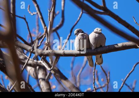 Kap-Taubenpaar im frühen Frühjahr (Streptopelia capicola) Stockfoto