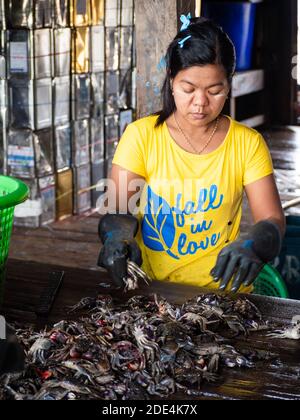 Produktionsmitarbeiter, der in einer kleinen Fischverarbeitungsanlage in Myeik, Tanintharyi Region, Myanmar, Weichschalenkrabben sortiert. Stockfoto