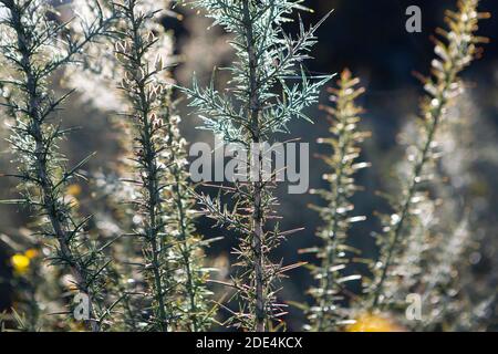 Gorse (Ulex europaeus) in Blüte mit herbstlicher Abendbeleuchtung Stockfoto