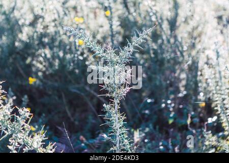 Gorse (Ulex europaeus) in Blüte mit herbstlicher Abendbeleuchtung Stockfoto