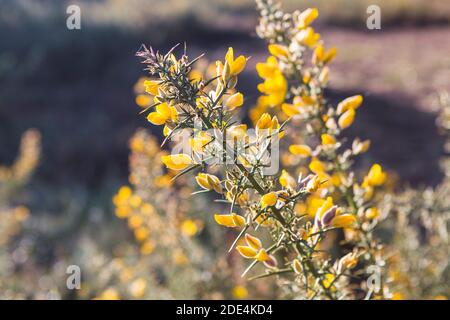 Gorse (Ulex europaeus) in Blüte mit herbstlicher Abendbeleuchtung Stockfoto