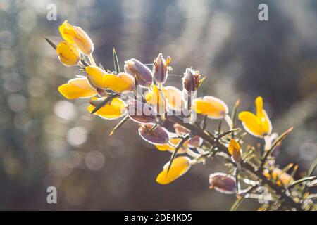 Gorse (Ulex europaeus) in Blüte mit herbstlicher Abendbeleuchtung Stockfoto