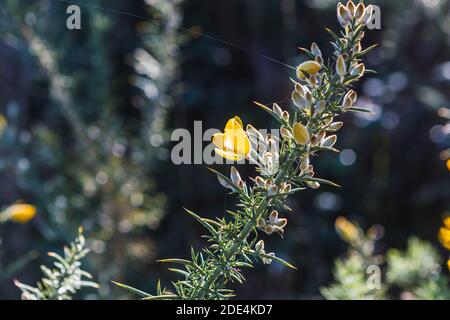 Gorse (Ulex europaeus) in Blüte mit herbstlicher Abendbeleuchtung Stockfoto