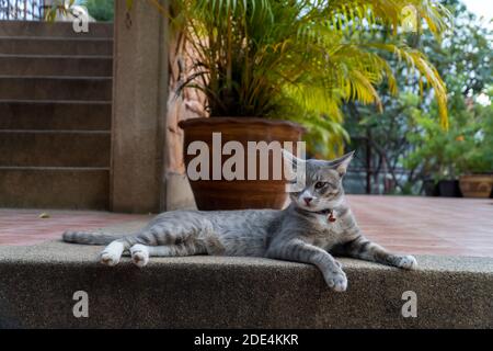 Nahaufnahme Porträt graue Katze sitzt auf einem Betonboden außerhalb des Hauses. Stockfoto