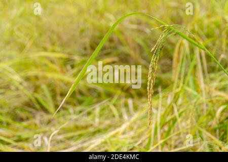 Nahaufnahme des Jasminreises, der langsam alt wird und nahe an der Ernte ist. Stockfoto