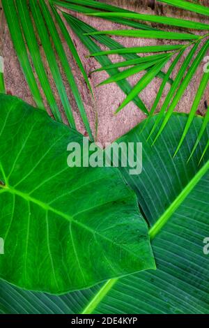 Vertikale Porträt-Tapete von natürlichen hellen grünen tropischen Dschungel flach legen Hintergrund von Bananen, Palmen und Colocasia Blätter in Holzkulisse. Stockfoto