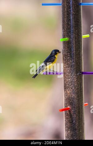 Lesser Goldfinch, Carduelis psaltria, im Block Creek Natural Area in Central Texas. Stockfoto