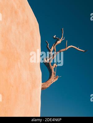adobe Wall und Branch Stockfoto