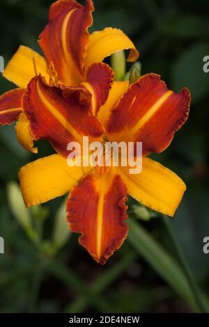 "Frans Hals' Daylily, Daglilja (Hemerocallis) Stockfoto