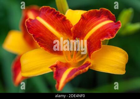 "Frans Hals' Daylily, Daglilja (Hemerocallis) Stockfoto