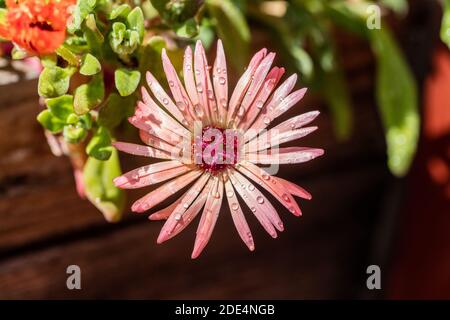 Livingstone Daisy, Stor doroteablomma (Cleretum bellidiforme) Stockfoto