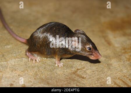 Ein Bild von Ratte auf dem Boden im Haus Stockfoto