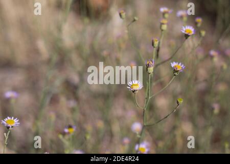 Kopf Blütenstände, Verbreitung Fleabane, Erigeron divergens, Asteraceae, native mehrjährige Kraut, San Bernardino Mountains, Transverse Ranges, Sommer. Stockfoto