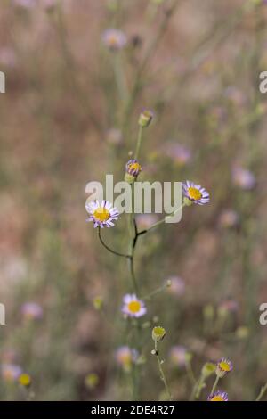 Kopf Blütenstände, Verbreitung Fleabane, Erigeron divergens, Asteraceae, native mehrjährige Kraut, San Bernardino Mountains, Transverse Ranges, Sommer. Stockfoto