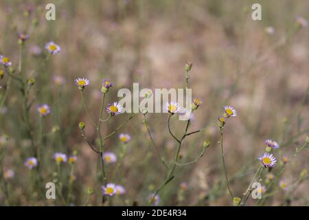 Kopf Blütenstände, Verbreitung Fleabane, Erigeron divergens, Asteraceae, native mehrjährige Kraut, San Bernardino Mountains, Transverse Ranges, Sommer. Stockfoto