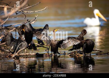 Sechs Kormorane mit Doppelcresten (Phalacrocorax auritus) im Ed Levin County Park, Milpitas, Kalifornien. Im Hintergrund ein amerikanischer weißer Pelikan Stockfoto