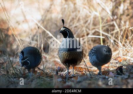 Der Staatsvogel von Kalifornien, California Quail (Callipepla californica) am Point Reyes National Seashore, Kalifornien Stockfoto