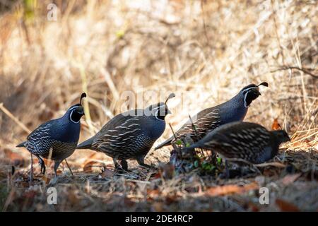 Der Staatsvogel von Kalifornien, California Quail (Callipepla californica) am Point Reyes National Seashore, Kalifornien Stockfoto