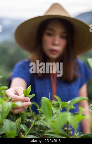 asiatische Farmerin im Tribal-Kostüm-Stil tragen gewebten Korb Herkunft Lifestyle auf Hochland Teeplantage schöne Lage des Nordens Thailand Stockfoto