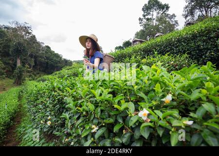 asiatische Farmerin im Tribal-Kostüm-Stil tragen gewebten Korb Herkunft Lifestyle auf Hochland Teeplantage schöne Lage des Nordens Thailand Stockfoto