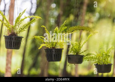 Farne, die in hängenden Töpfen gepflanzt werden, werden als dekorative Pflanzen im Heimbereich verwendet. Stockfoto