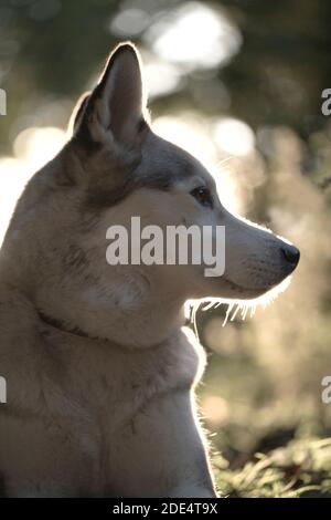 Siberian Husky, heimischen Rasse des Hundes (Canis Lupus Familiaris). Porträt-Rim durch Einstellung Sonne beleuchtet. Stockfoto